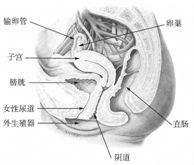 女性外生殖器