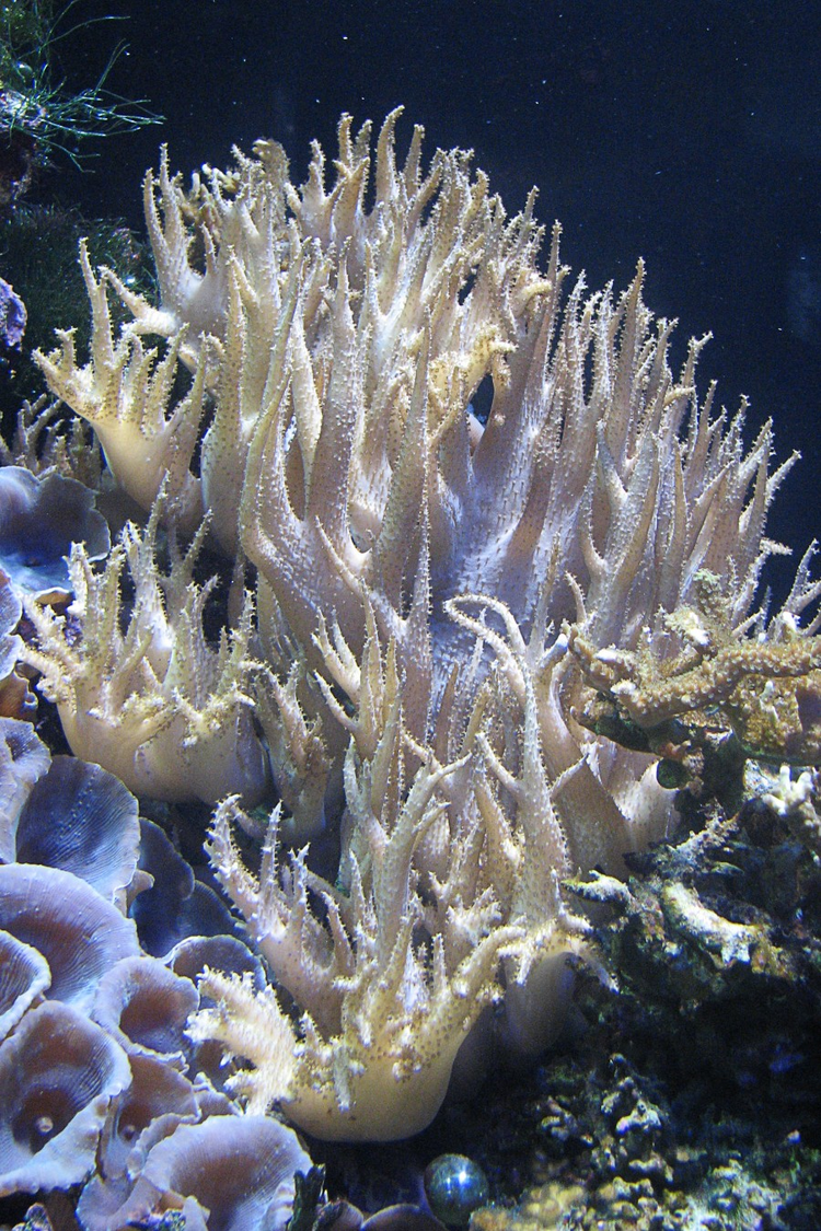 coral.jpg