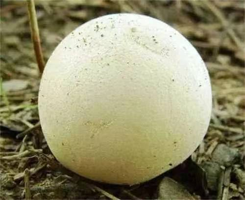 马粪包