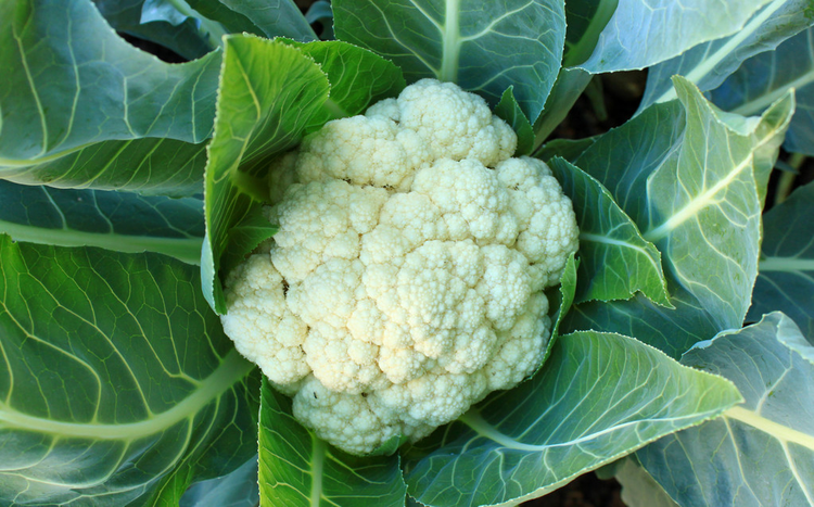 菜园里的花菜Cauliflower in the vegetable garden
