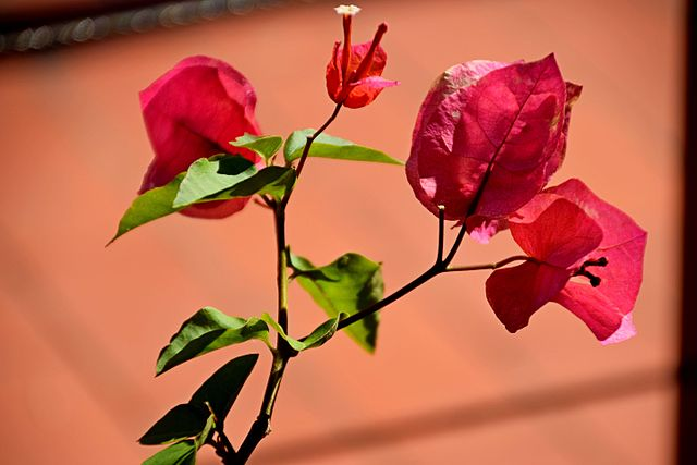 叶子花属