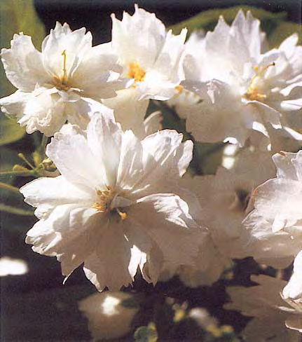 山樱桃