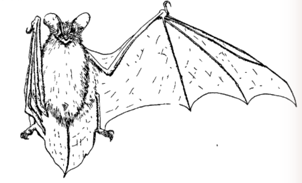 普通蝙蝠