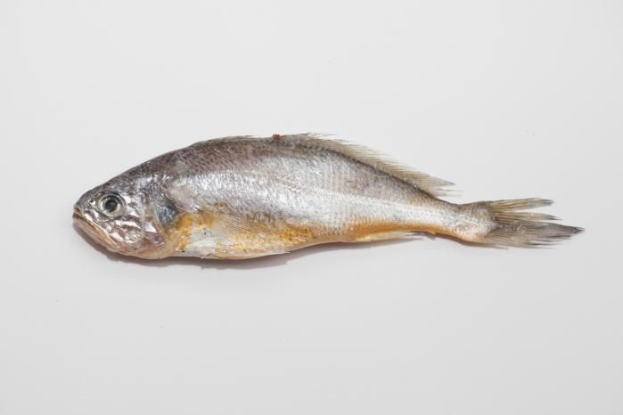 小黄鱼