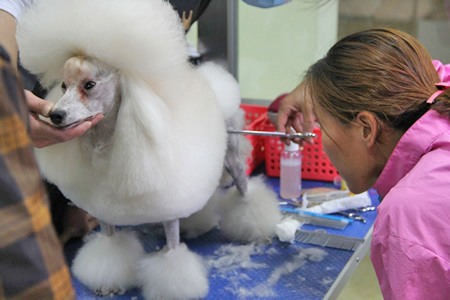 圣宠宠物美容学校