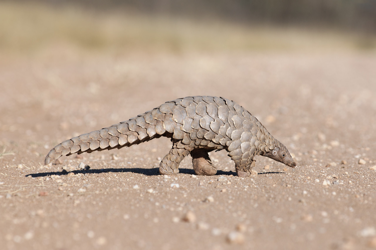 穿山甲寻找蚂蚁Pangolin searching for ants.jpeg