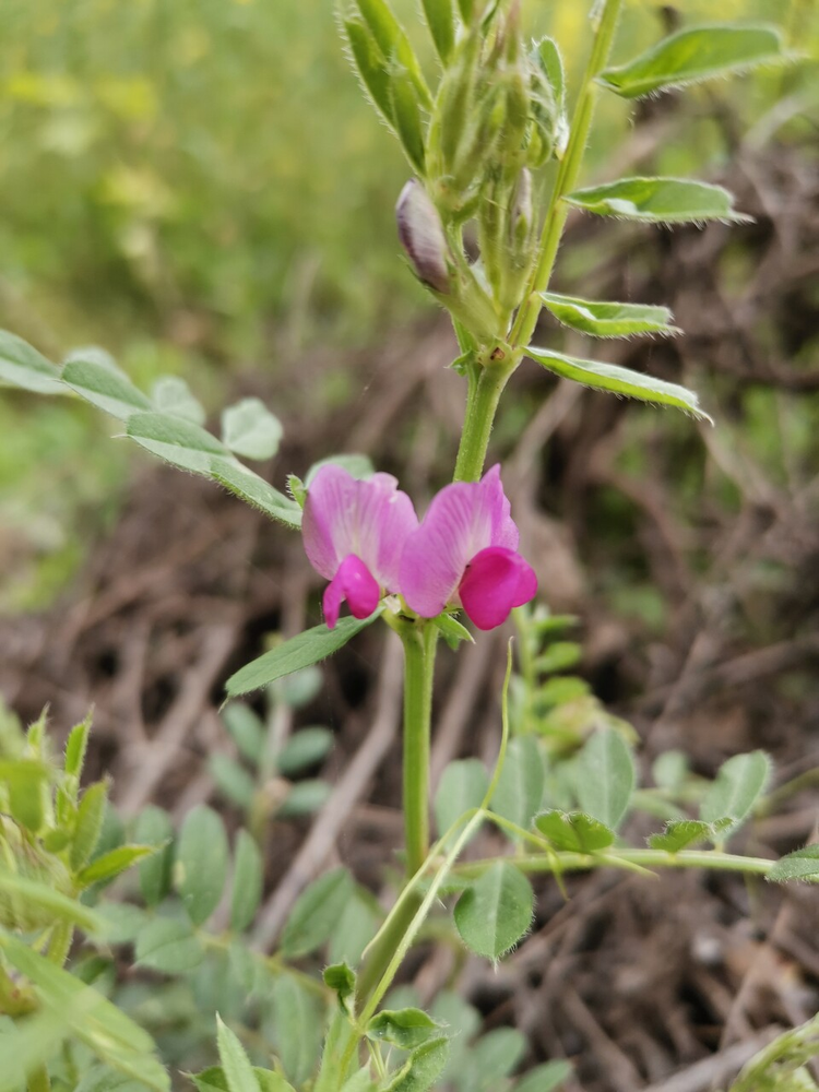 野豌豆