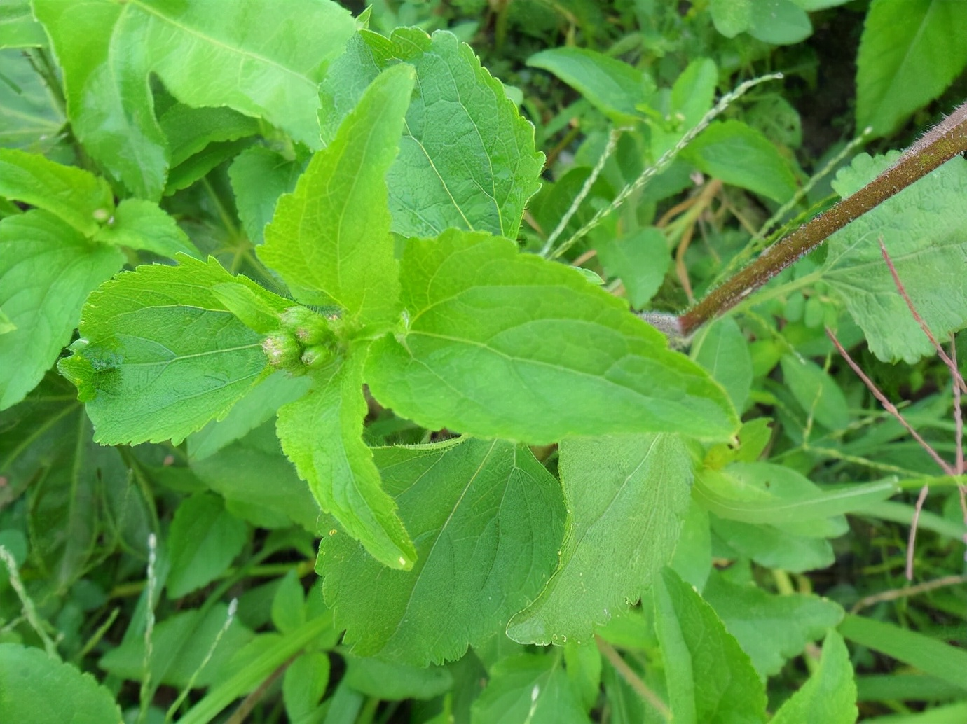 紫茎