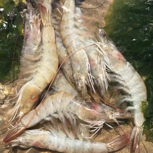渤海对虾