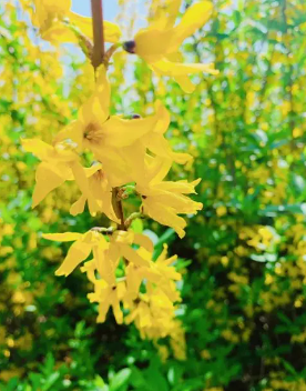 连花清瘟胶囊