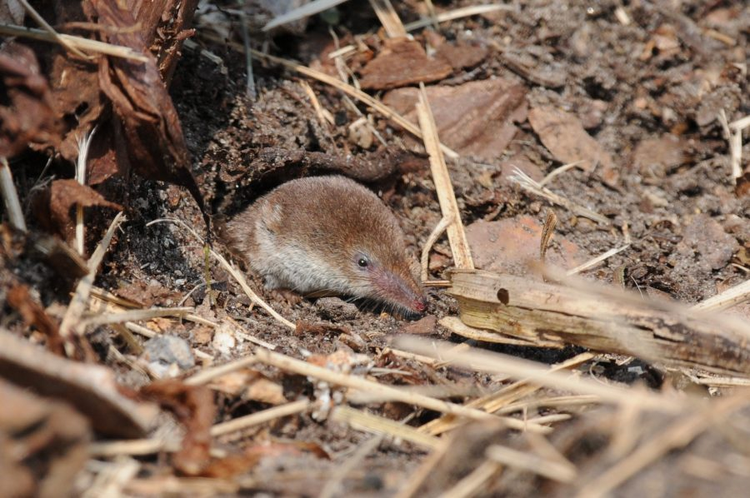 Common-shrew-c-Carl-Wright1-e1508796787652.jpeg