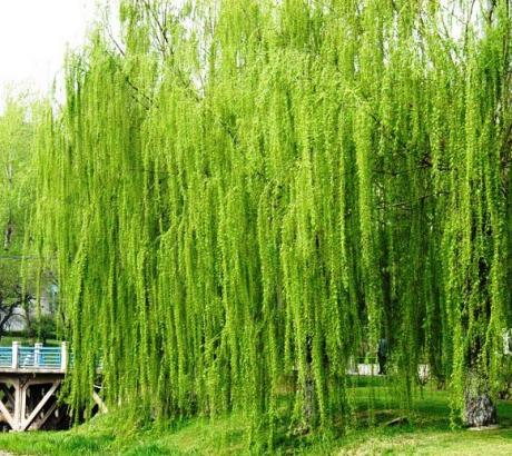 垂柳