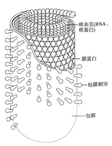 狂犬病病毒