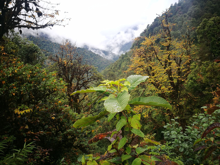 怒江傈僳族自治州