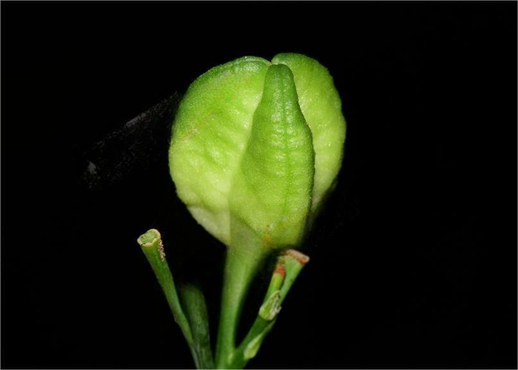 萱草