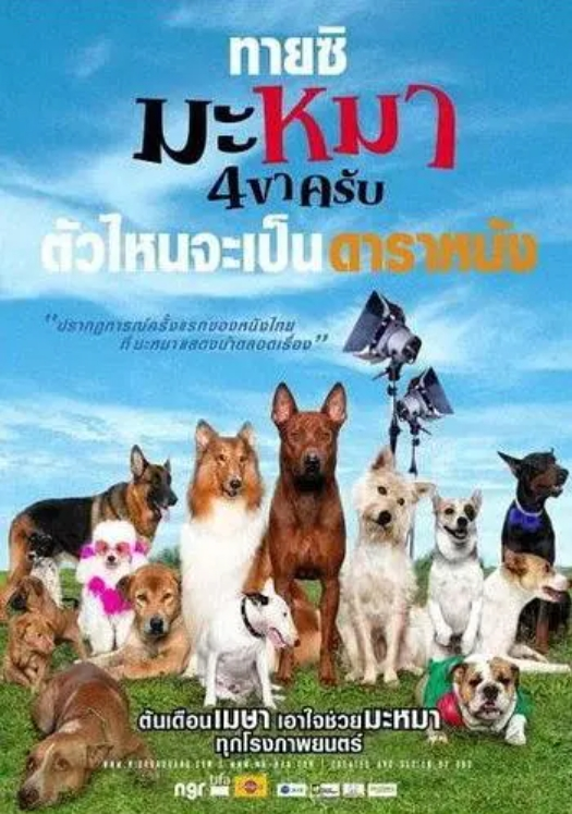 苏格兰牧羊犬