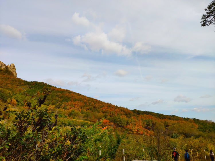 磁山 秋景 秋季 秋天 淡黄