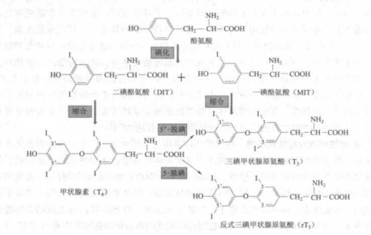 甲状腺激素