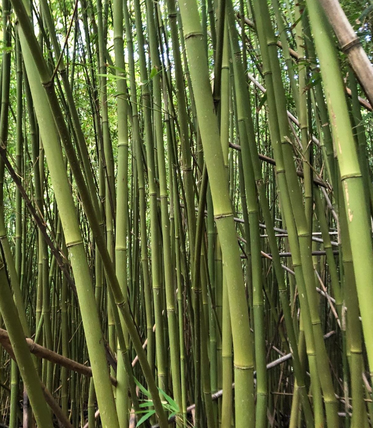 紫竹