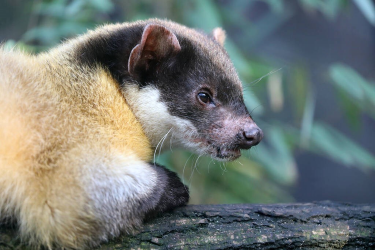 禄劝彝族苗族自治县