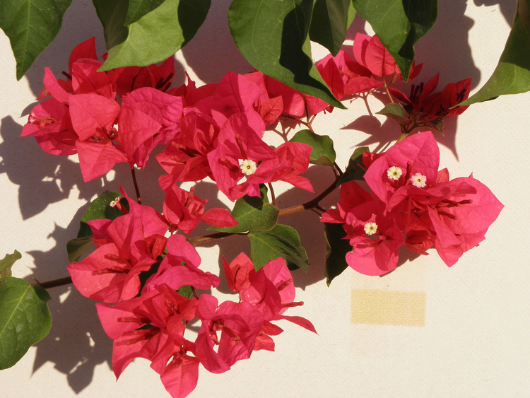 叶子花属