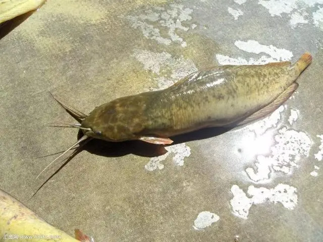 胡子鲶