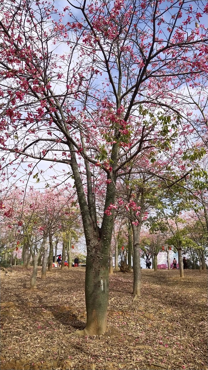 美丽异木棉