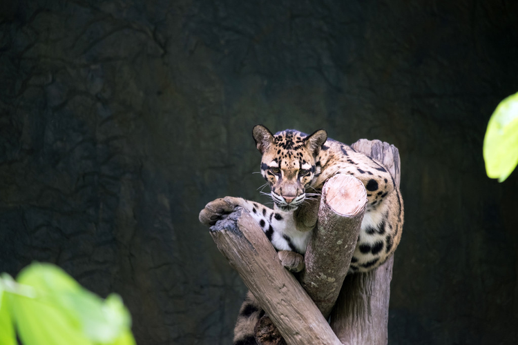云豹躺在树枝上Clouded leopard lying on the branch