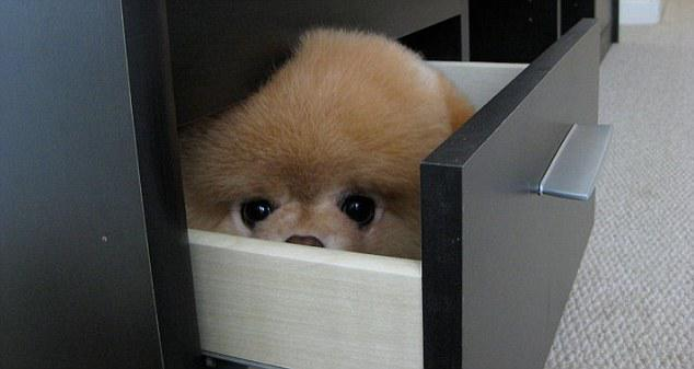 BOO生活图集（图源：英国每日邮报）