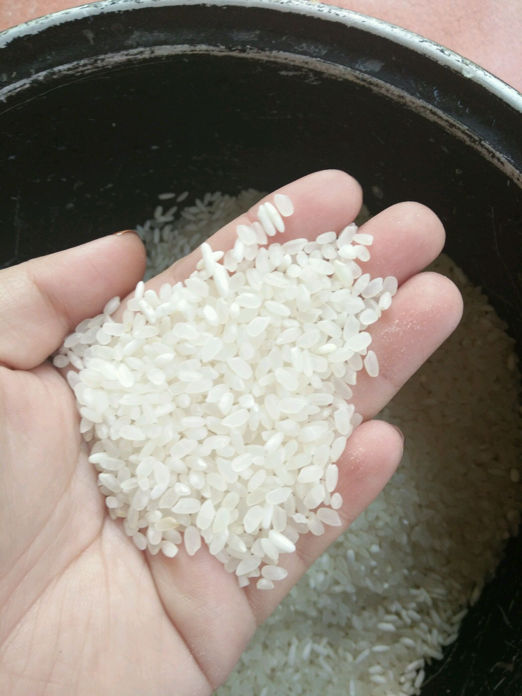 珍珠丸