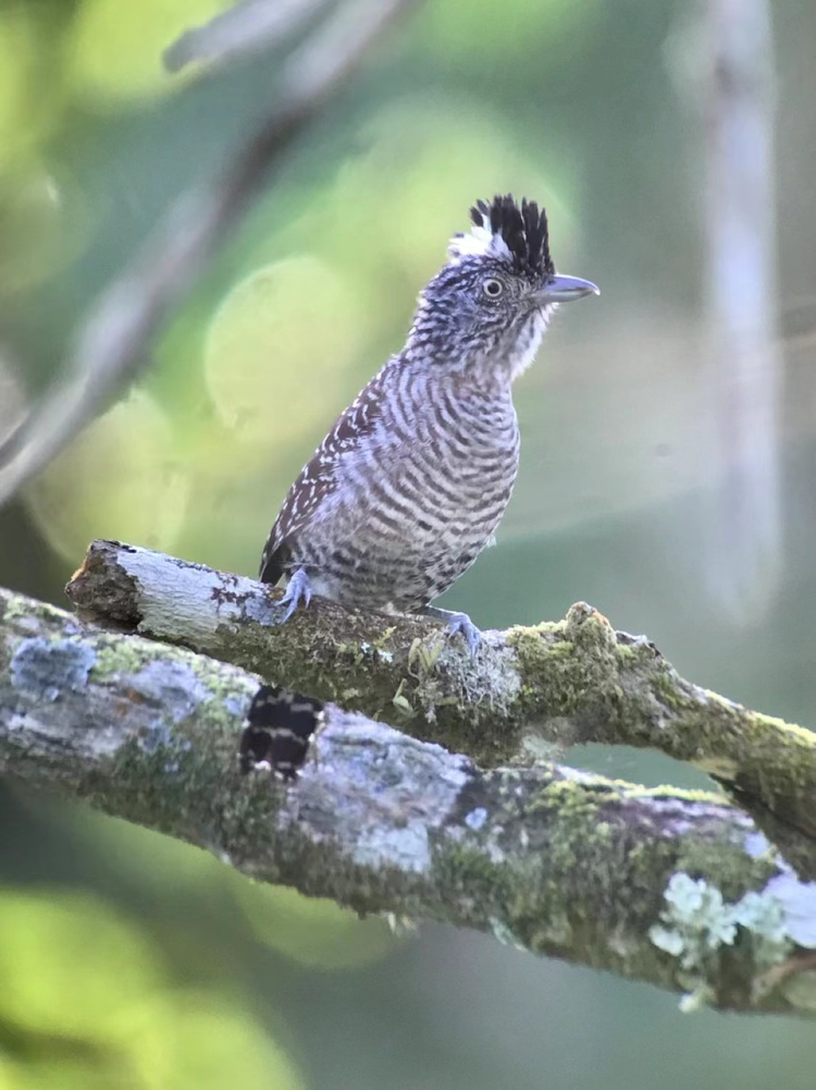 洪都拉斯