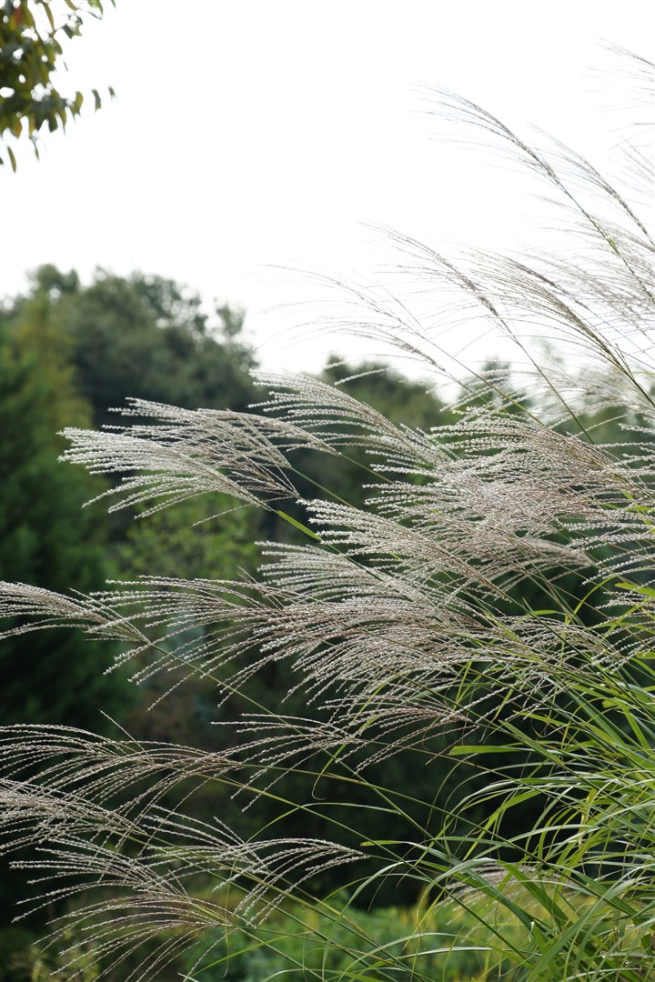 芦