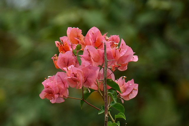 叶子花属