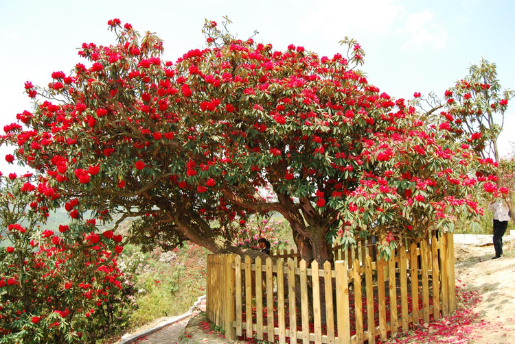 杜鹃花王景区.jpeg