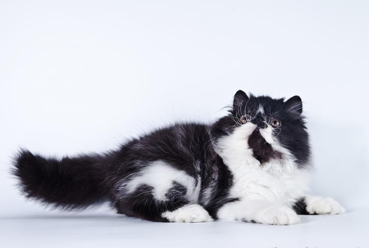 波斯猫