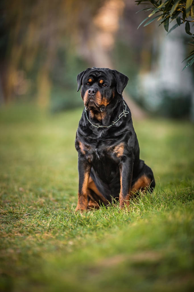 罗威纳犬