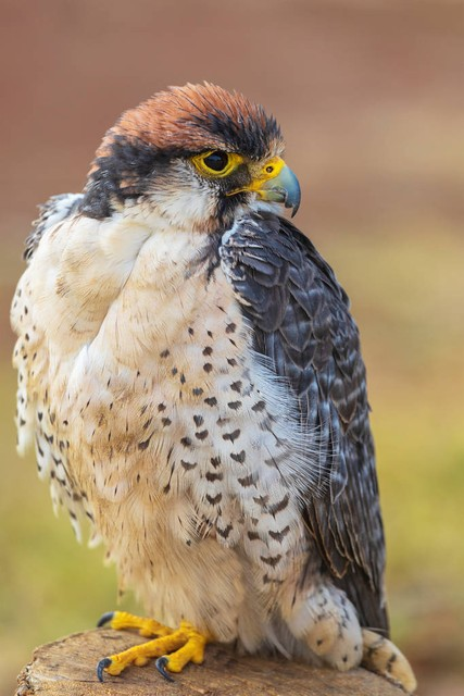 猎隼-猎隼坐在原木上寻找猎物。自然栖息地美丽的猛禽。Lanner falcon - Falco biarmicus sitting on log looking for prey. Beautiful bird of prey in natural habitat..jpeg