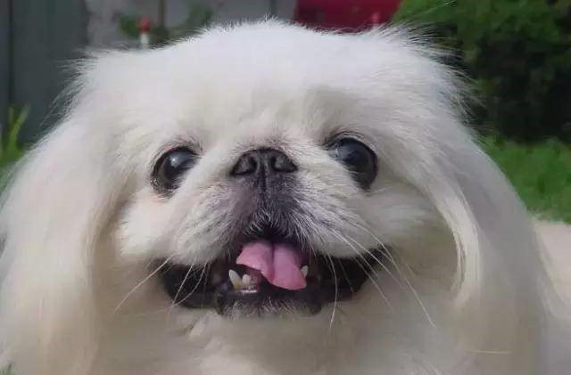 京巴犬