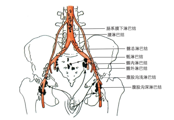 女性外生殖器