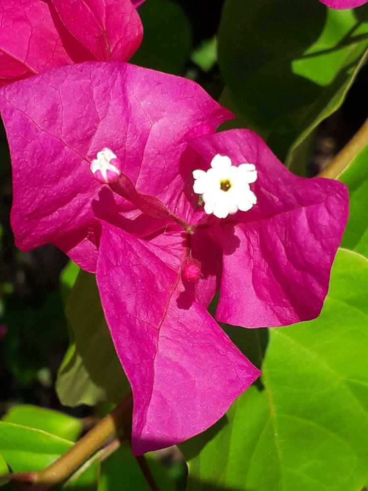 叶子花属