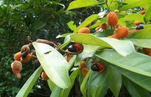 单叶豆