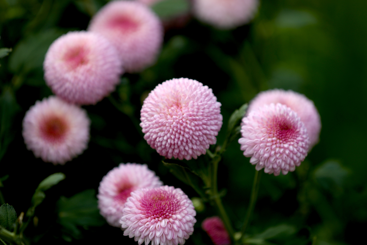 第九届黄花文化节