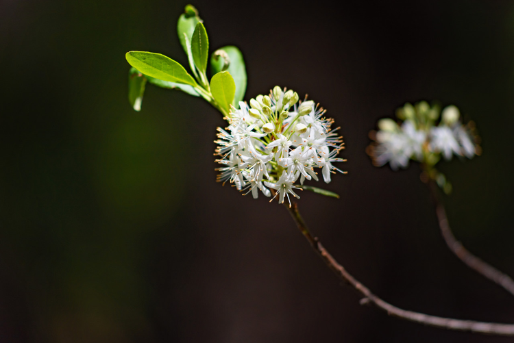 北京百花山野生照山白开花