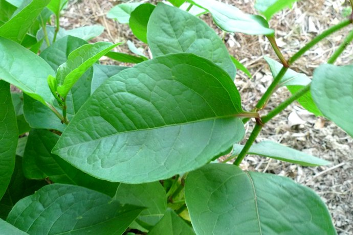 顺筋枝