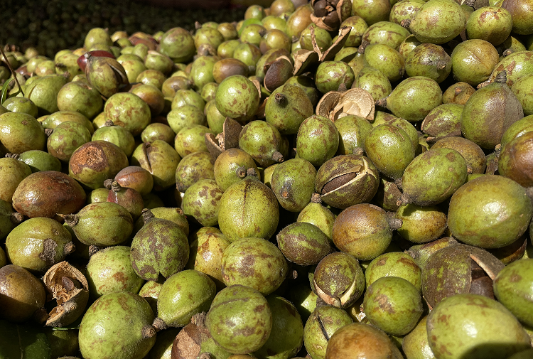 油茶1.png