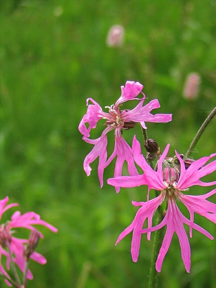 坎涂花