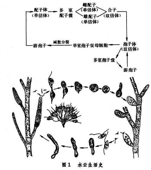 褐藻门