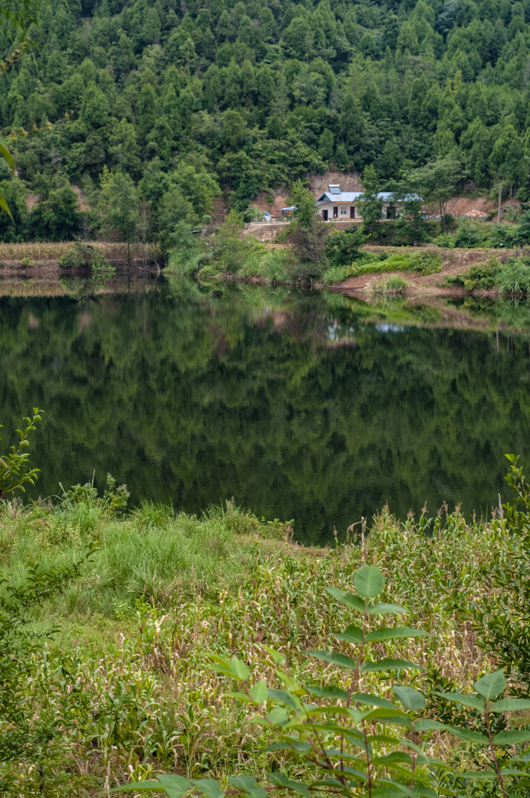 四川省南部县升钟湖景区，湖区蜿蜒曲折，水草旺盛。