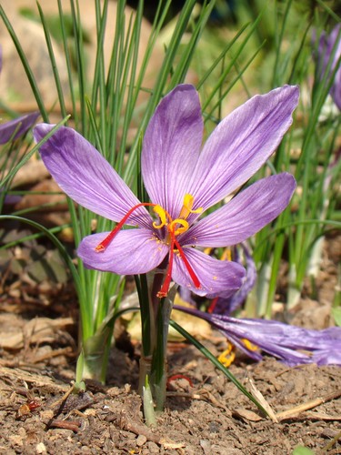 番红花