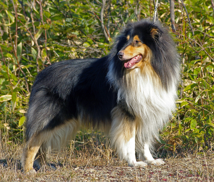 苏格兰牧羊犬